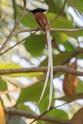 Indian Paradise Flycatcher-9414.jpg